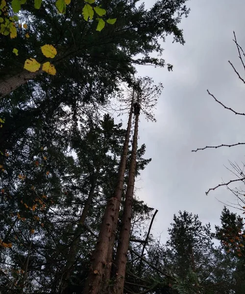 Tree Services in Seattle 